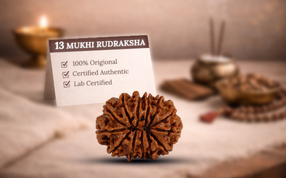 13 Mukhi Rudraksha (Tera Mukhi - 13 Mukhi Rudraksha)