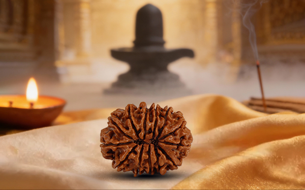 13 Mukhi Rudraksha (Tera Mukhi - 13 Mukhi Rudraksha)