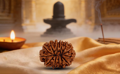 13 Mukhi Rudraksha (Tera Mukhi - 13 Mukhi Rudraksha)