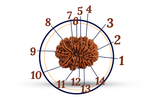 14 Mukhi Rudraksha (Chaudah Mukhi - 14 Mukhi Rudraksha)
