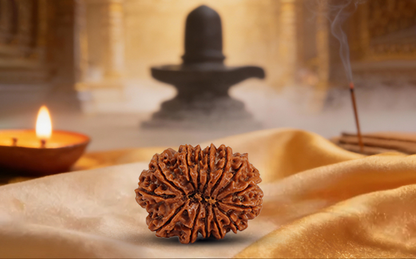 14 Mukhi Rudraksha (Chaudah Mukhi - 14 Mukhi Rudraksha)