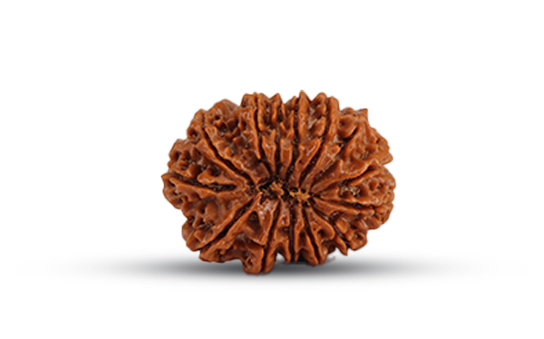 14 Mukhi Rudraksha (Chaudah Mukhi - 14 Mukhi Rudraksha)