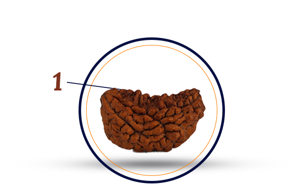 1 Mukhi Rudraksha (Ek Mukhi - 1 Mukhi Rudraksha)