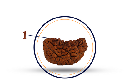 1 Mukhi Rudraksha (Ek Mukhi - 1 Mukhi Rudraksha)