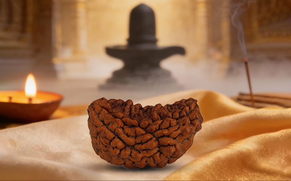 1 Mukhi Rudraksha (Ek Mukhi - 1 Mukhi Rudraksha)