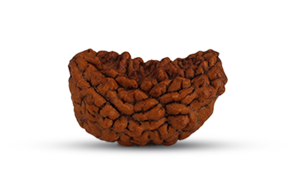 1 Mukhi Rudraksha (Ek Mukhi - 1 Mukhi Rudraksha)