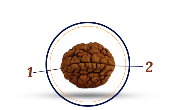 2 Mukhi Rudraksha (Do Mukhi - 2 मुखी रुद्राक्ष)