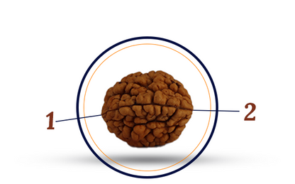 2 Mukhi Rudraksha (Do Mukhi - 2 मुखी रुद्राक्ष)