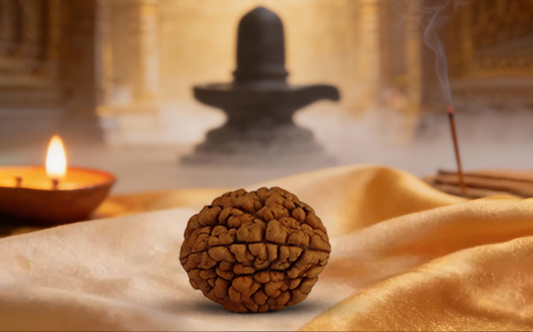 2 Mukhi Rudraksha (Do Mukhi - 2 मुखी रुद्राक्ष)