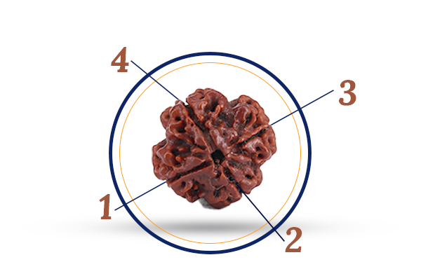 4 Mukhi Rudraksha (Char Mukhi - 4 मुखी रुद्राक्ष)
