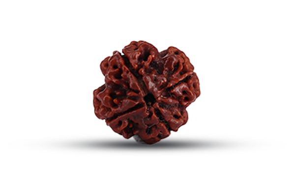 4 Mukhi Rudraksha (Char Mukhi - 4 मुखी रुद्राक्ष)