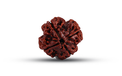 4 Mukhi Rudraksha (Char Mukhi - 4 मुखी रुद्राक्ष)