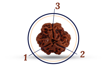 3 Mukhi Rudraksha (Do Mukhi - 3 मुखी रुद्राक्ष)