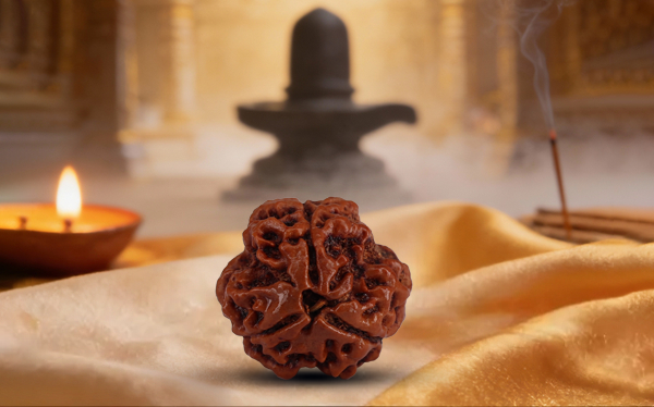 3 Mukhi Rudraksha (Do Mukhi - 3 मुखी रुद्राक्ष)
