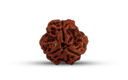 3 Mukhi Rudraksha (Do Mukhi - 3 मुखी रुद्राक्ष)