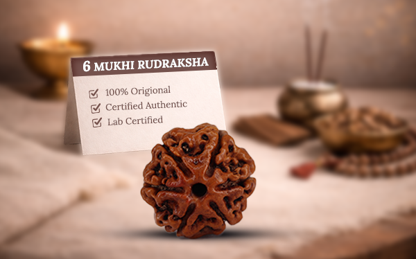6 Mukhi Rudraksha (Six Mukhi - 6 मुखी रुद्राक्ष)