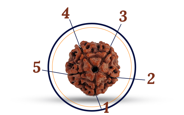 5 Mukhi Rudraksha (Panchmukhi - 5 मुखी रुद्राक्ष)