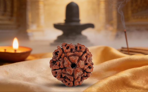 5 Mukhi Rudraksha (Panchmukhi - 5 मुखी रुद्राक्ष)