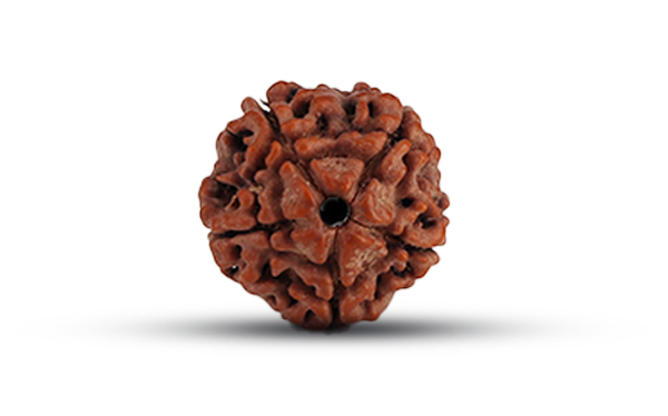 5 Mukhi Rudraksha (Panchmukhi - 5 मुखी रुद्राक्ष)