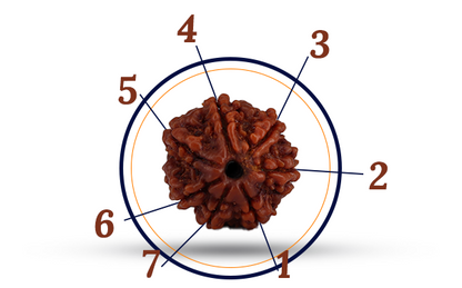7 Mukhi Rudraksha (Saat Mukhi - 7 Mukhi Rudraksha)