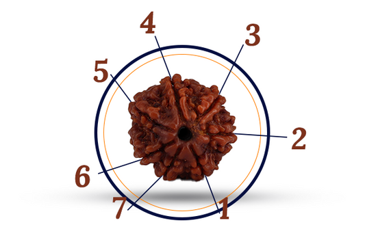 7 Mukhi Rudraksha (Saat Mukhi - 7 Mukhi Rudraksha)