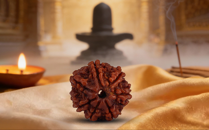 7 Mukhi Rudraksha (Saat Mukhi - 7 Mukhi Rudraksha)