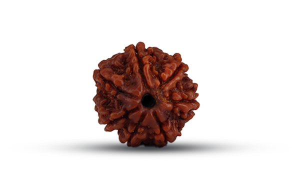 7 Mukhi Rudraksha (Saat Mukhi - 7 Mukhi Rudraksha)
