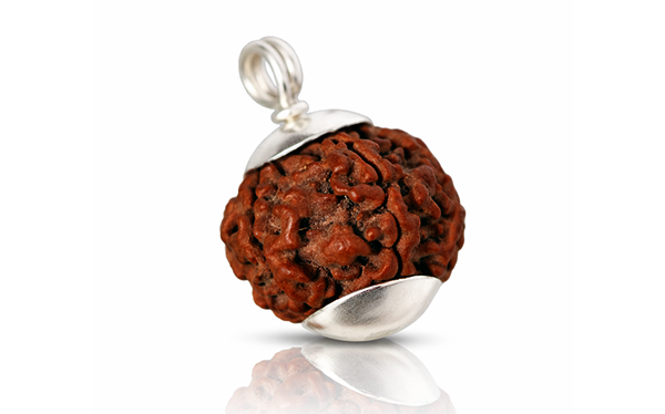 5 Mukhi Rudraksha (Panchmukhi - 5 मुखी रुद्राक्ष)