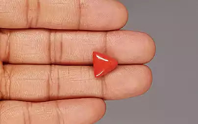 Red Coral (Moonga) - 5.50 Carats