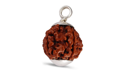 Natural_7_Mukhi_Rudraksha_with_Certificate