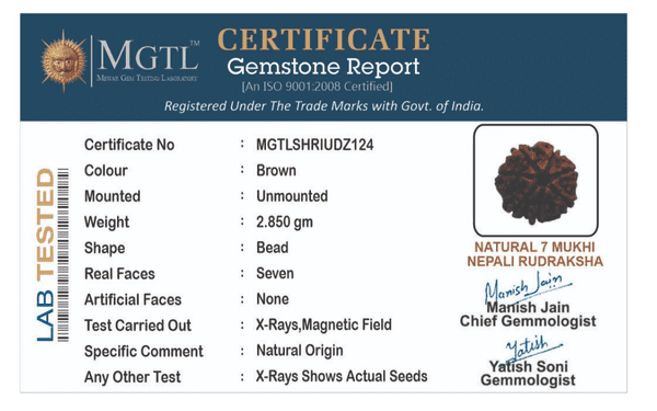 Natural 7 Mukhi Rudraksha (Nepali) - Saat Mukhi