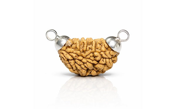 1 Mukhi Rudraksha (Ek Mukhi - 1 Mukhi Rudraksha)