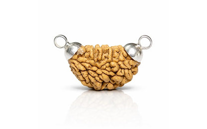 1 Mukhi Rudraksha (Ek Mukhi - 1 Mukhi Rudraksha)