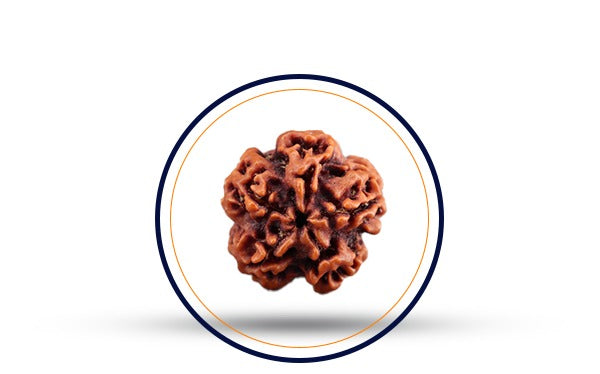 Nepali 1 Mukhi Rudraksha