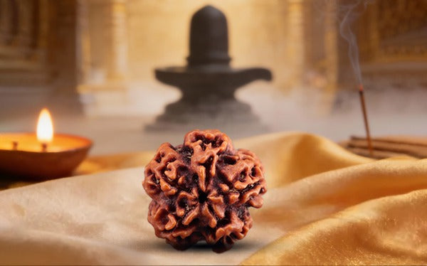 Nepali 1 Mukhi Rudraksha
