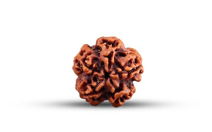 Nepali 1 Mukhi Rudraksha