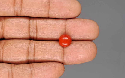 Red Coral (Moonga) Gemstone - 2.31 Carats