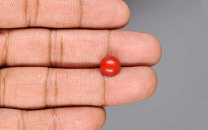 Red Coral (Moonga) Gemstone - 3.08 Carats