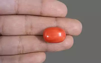 Red Coral - 22.28 Carats (Moonga - 24.29 Ratti)