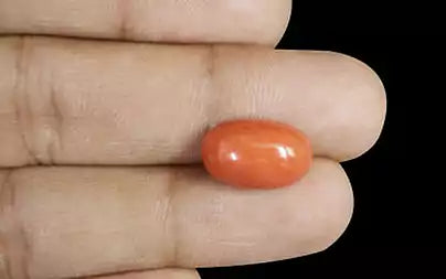 Red Coral (Moonga) - 8.53 Carats