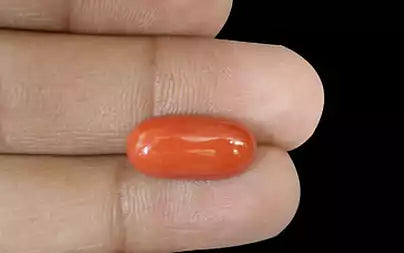 Red Coral (Moonga) - 7.80 Carats