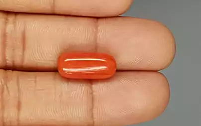 Red Coral (Moonga) - 8.12 Carats