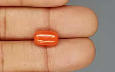 Red Coral (Moonga) - 3.95 Carats