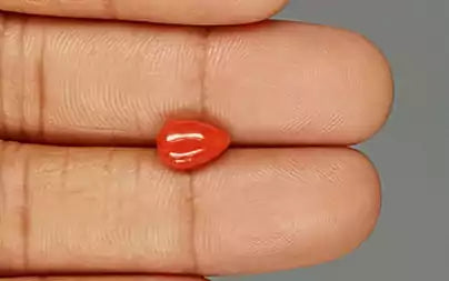 Red Coral (Moonga) - 1.84 Carats