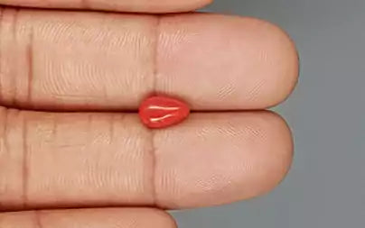 Red Coral - 1.27 Carats (Moonga - 1.38 Ratti)