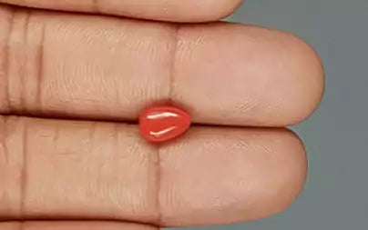 Red Coral (Moonga) - 1.54 Carats