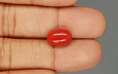 Red Coral - 4.72 Carats (Moonga - 5.14 Ratti)