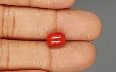 Red Coral (Moonga) - 3.71 Carats