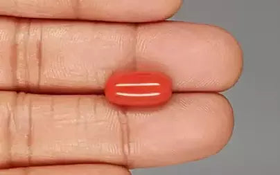 Red Coral (Moonga) - 6.50 Carats