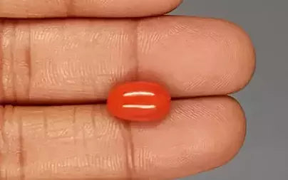 Red Coral (Moonga) - 5.12 Carats